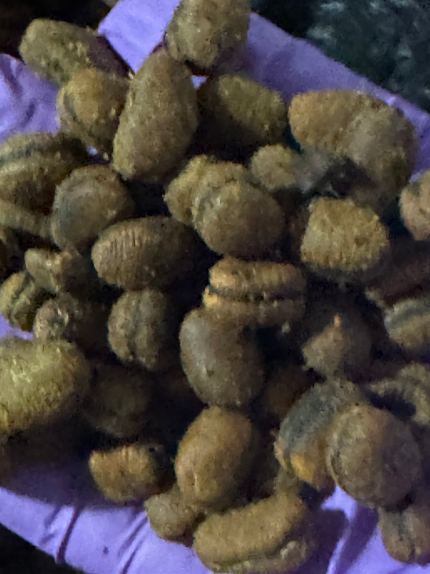 Ehuru (African Nutmeg) | Calabash Nutmeg | Efuru Spice | Whole Aromatic Seeds