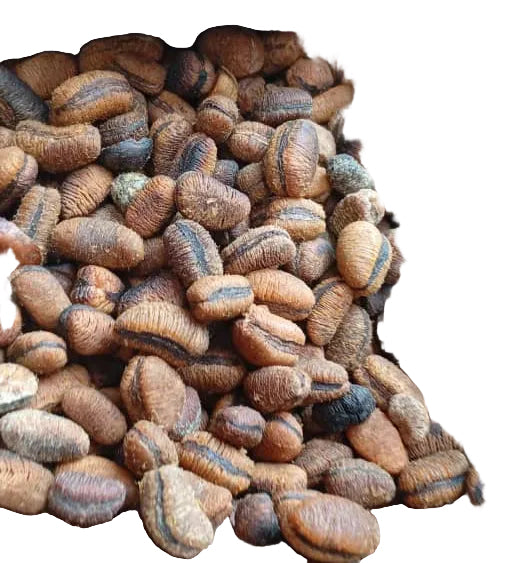 Ehuru (African Nutmeg) | Calabash Nutmeg | Efuru Spice | Whole Aromatic Seeds