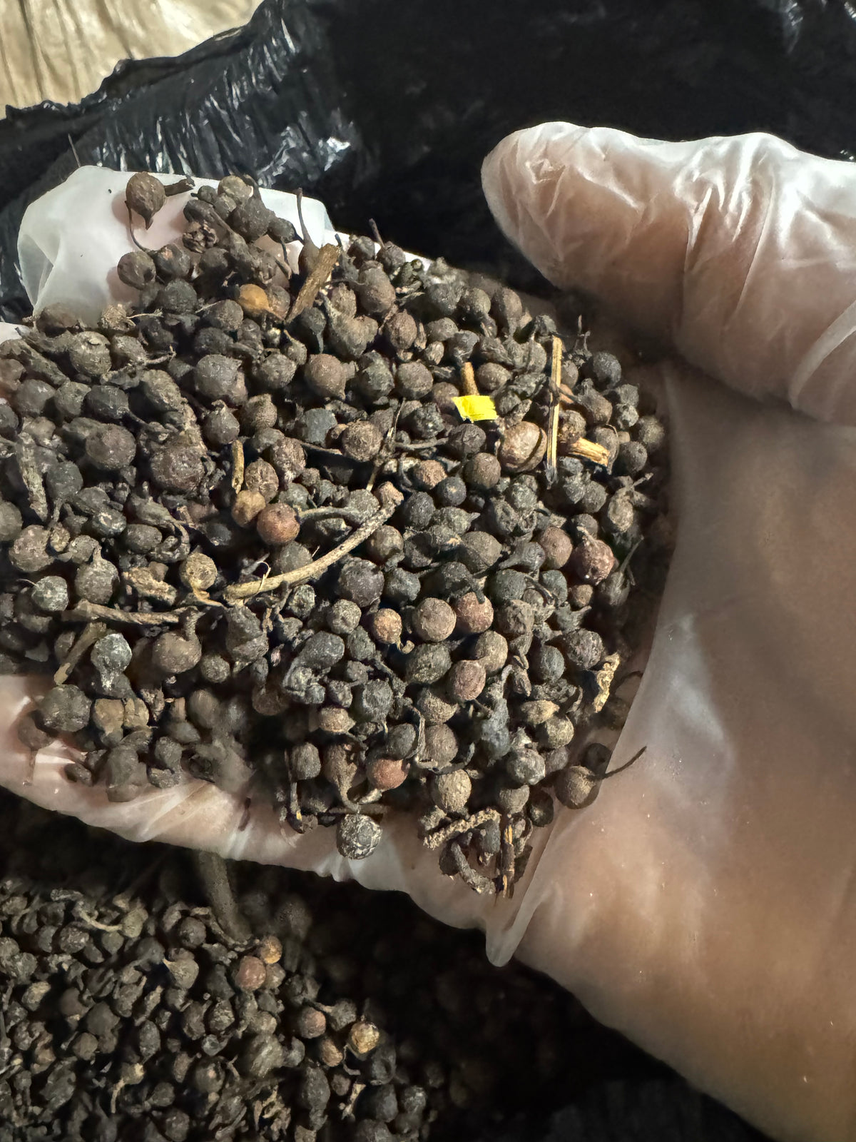 Uzuza Seeds (Uziza Seeds) – African Black Pepper | Nigerian Pepper Soup Spice