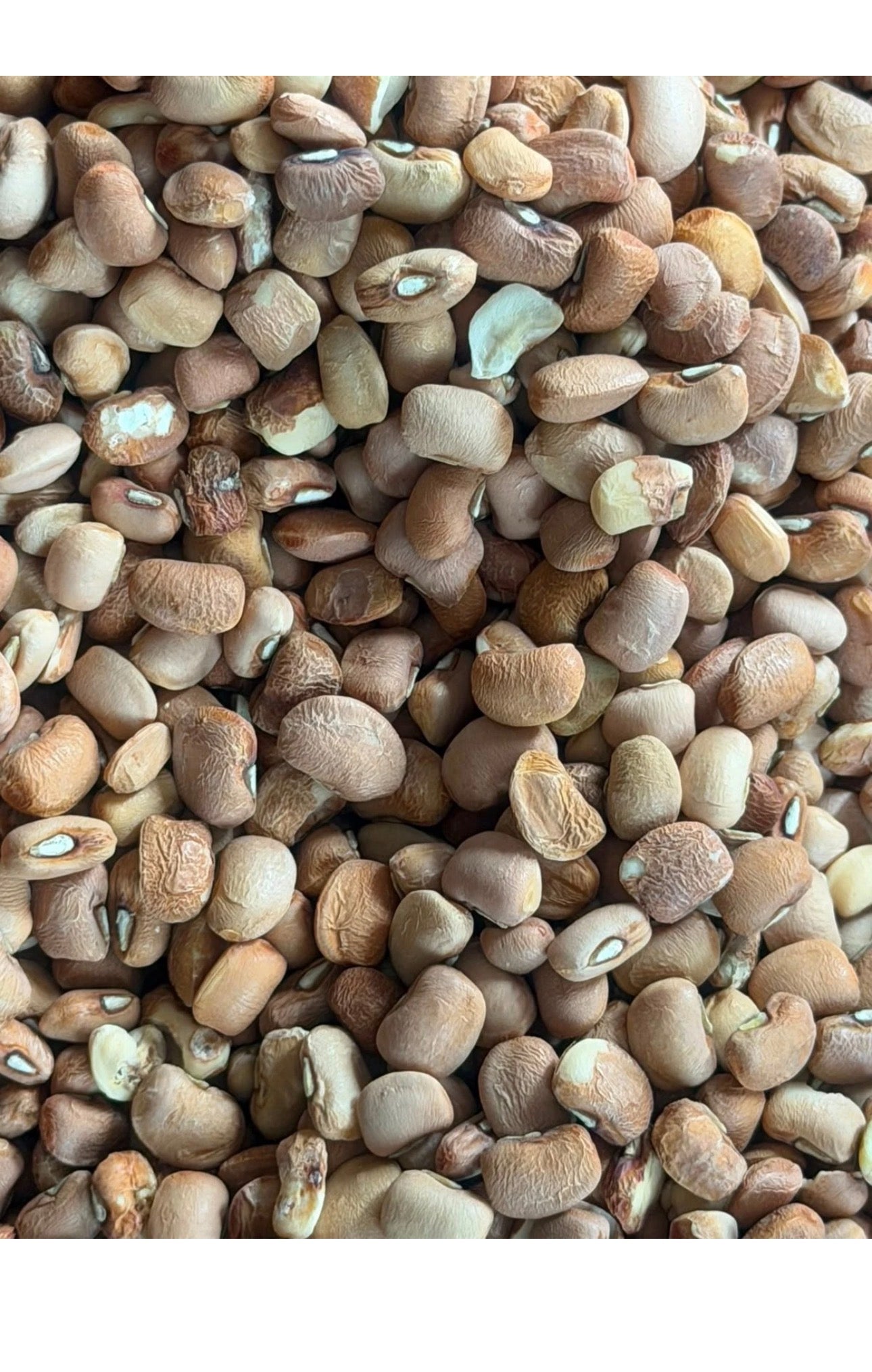 Premium Honey Beans – Nigerian Brown Beans | Clean & Stone-Free | Multiple Sizes