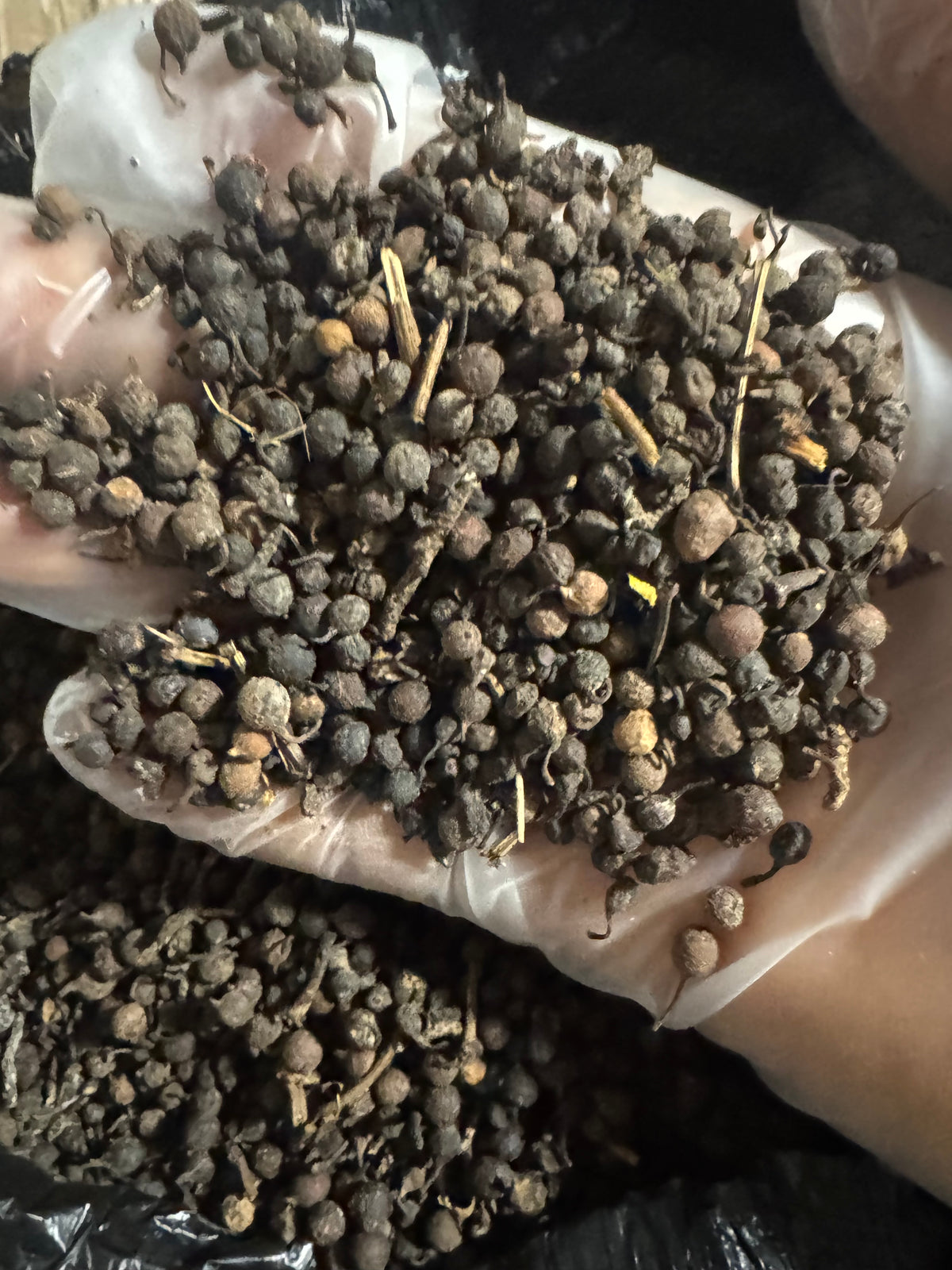 Uzuza Seeds (Uziza Seeds) – African Black Pepper | Nigerian Pepper Soup Spice