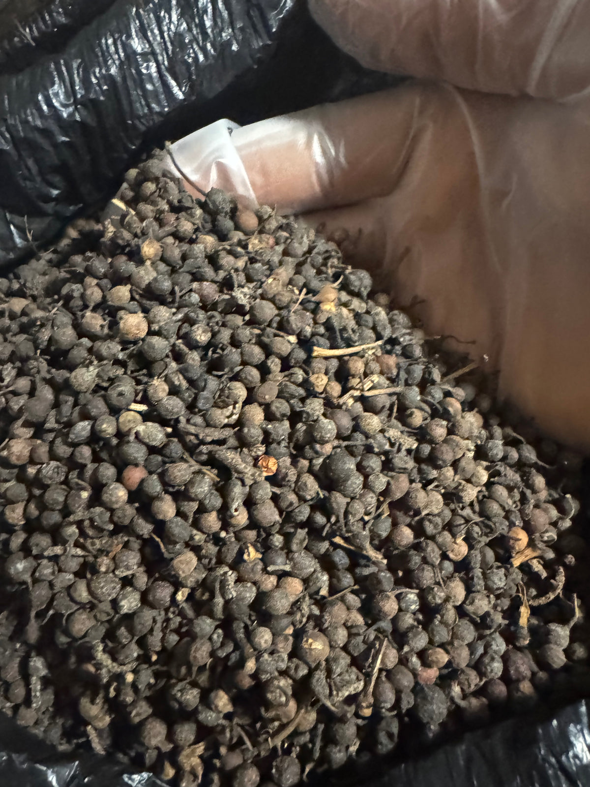 Uzuza Seeds (Uziza Seeds) – African Black Pepper | Nigerian Pepper Soup Spice