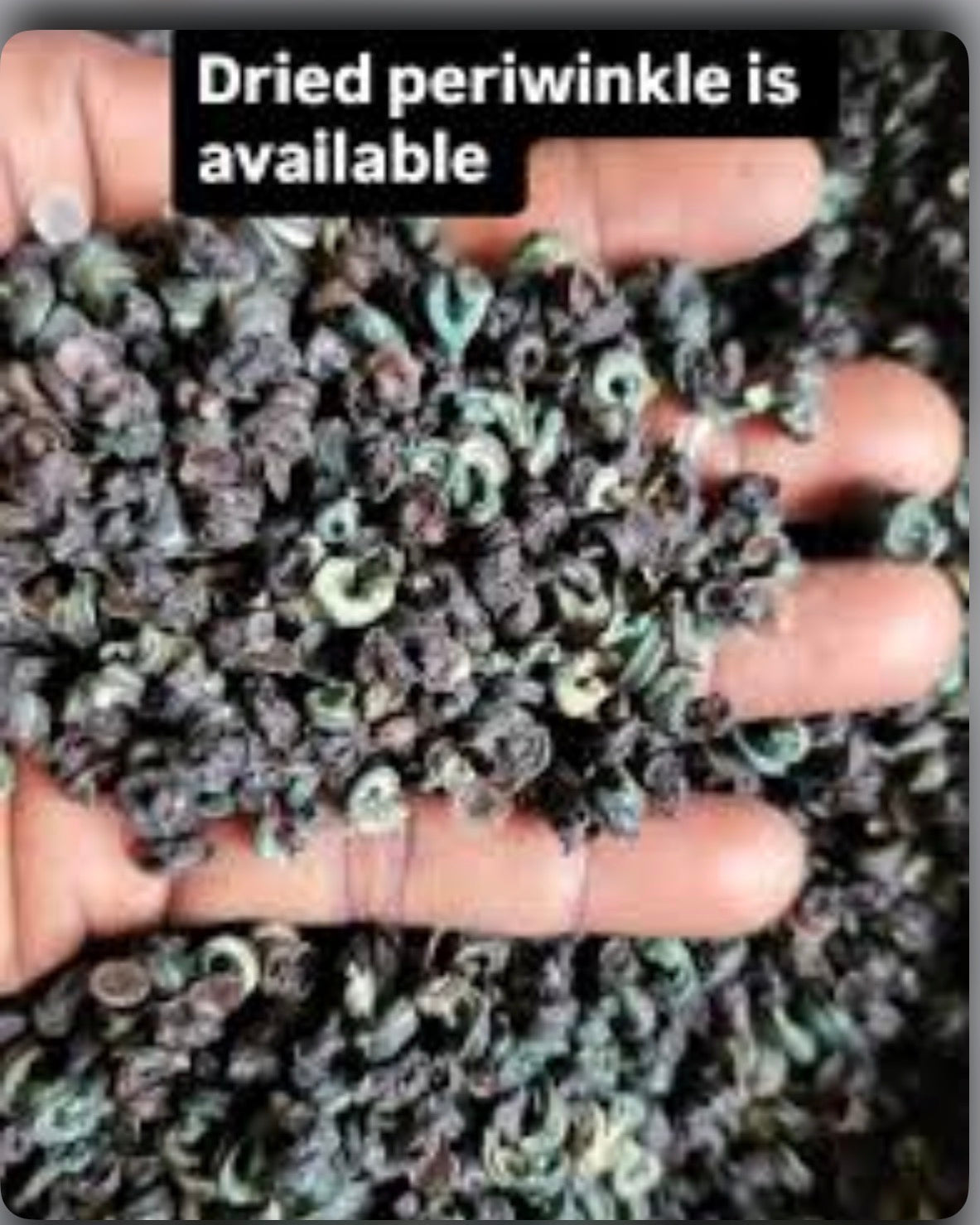 Dehydrated Periwinkle (Nkoro) | Premium Quality | Cleaned & Ready to Cook 100g