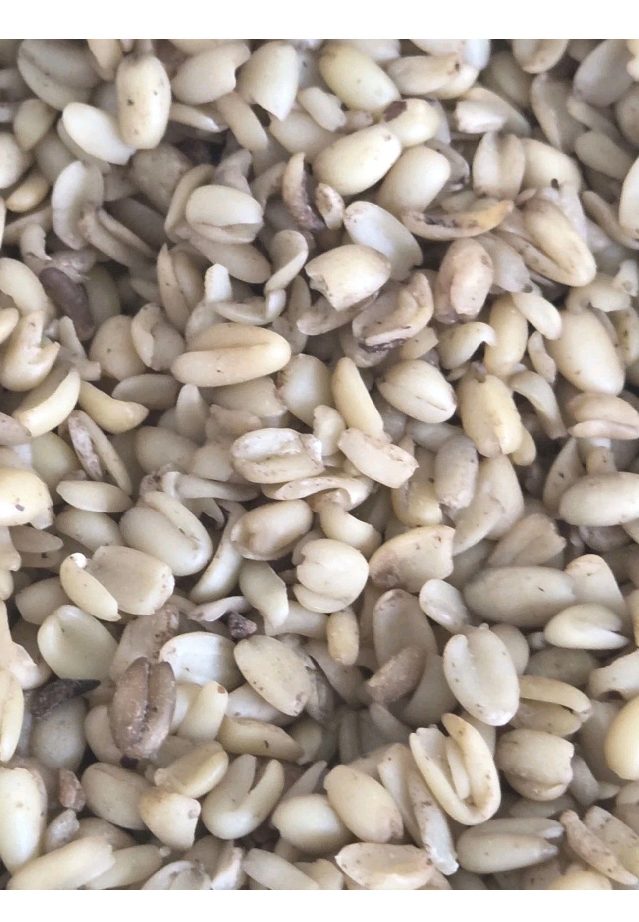 Ottis African Market UK Ukwa (African Breadfruit) – Nigerian Ukwa Seeds, 250g, 500g, 1kg