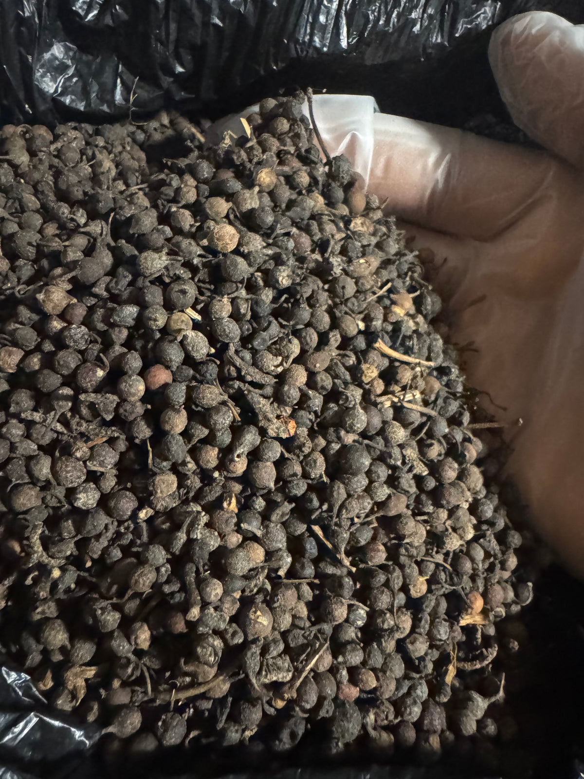 Uzuza Seeds (Uziza Seeds) – African Black Pepper | Nigerian Pepper Soup Spice