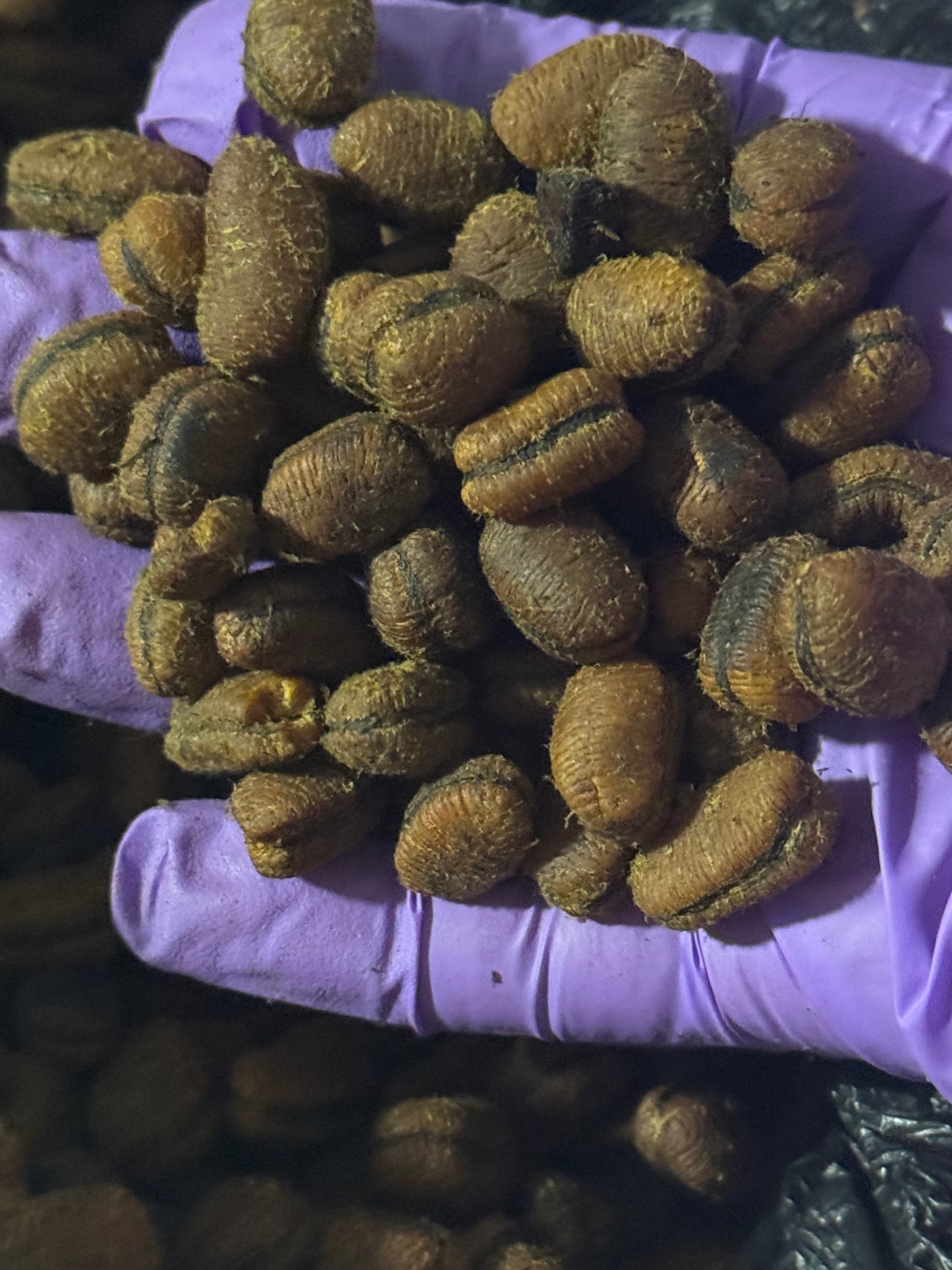 Ehuru (African Nutmeg) | Calabash Nutmeg | Efuru Spice | Whole Aromatic Seeds