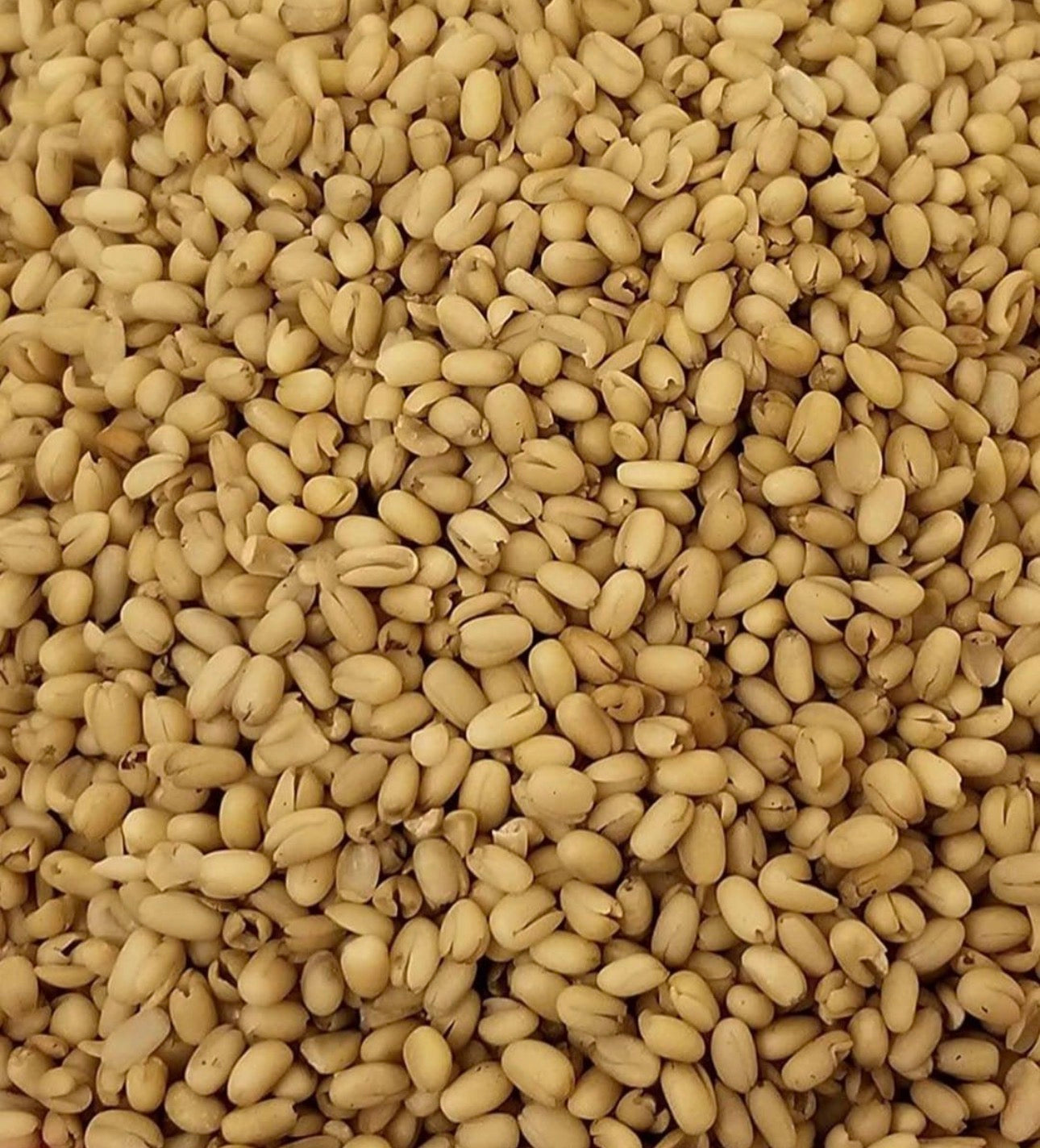 Ottis African Market UK Ukwa (African Breadfruit) – Nigerian Ukwa Seeds, 250g, 500g, 1kg