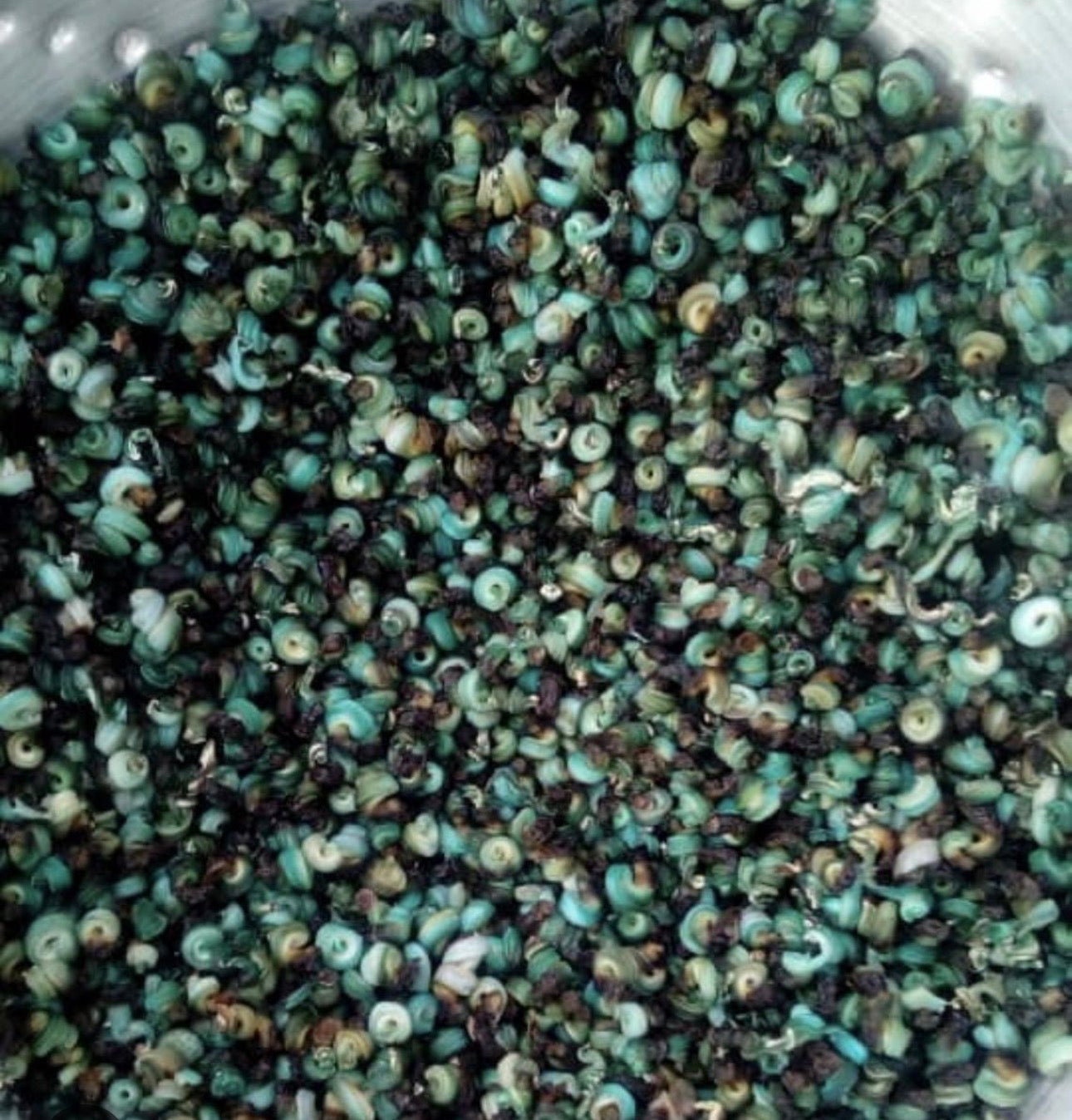 Dehydrated Periwinkle (Nkoro) | Premium Quality | Cleaned & Ready to Cook 100g
